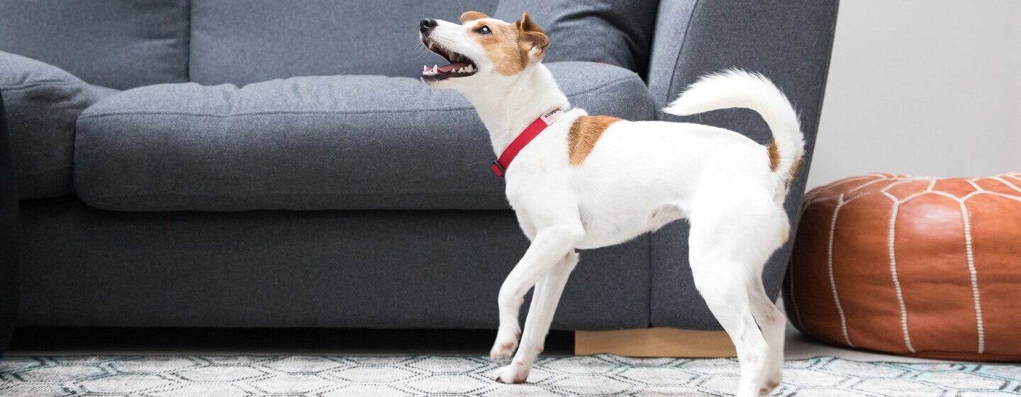 How to stop dog barking sales for food